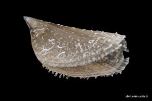 Pinna Nobitlie Linnaeus