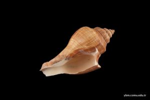 Pleuroploca Granosa (Broderip)