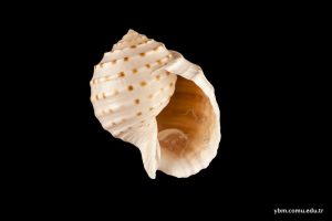 Tonna tessellata Lamarck