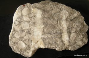 Onkoidli Kireçtaşı