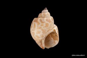 Babylonia Spirata(Linnaeus)