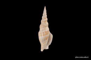 Strombus Vittatus Vittatus Linnaeus